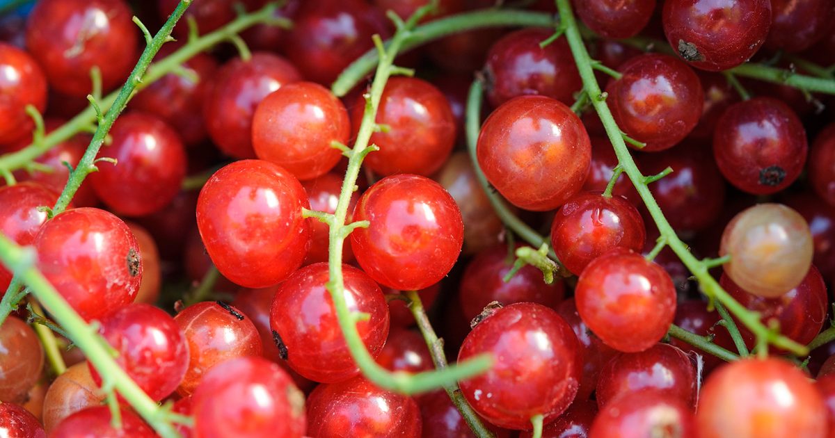 How To Develop Redcurrants and Whitecurrants