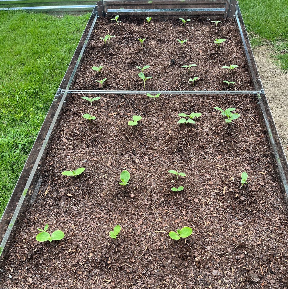 a rectangular raised garden bed filled with dark brown soil and evenly spaced young green plants