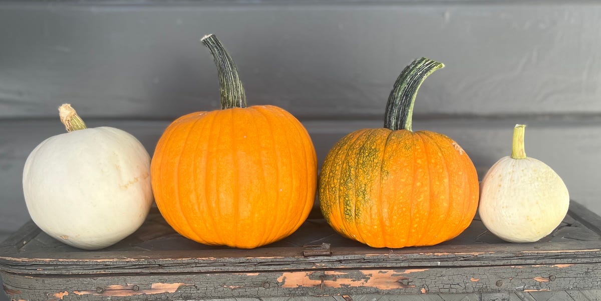 Every issue I Realized As a First-Time Pumpkin Farmer