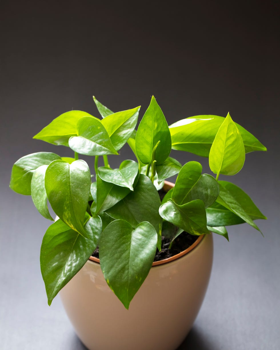 best vining plants epipremnum aureum devil's ivy epipremnum aureum, house plant