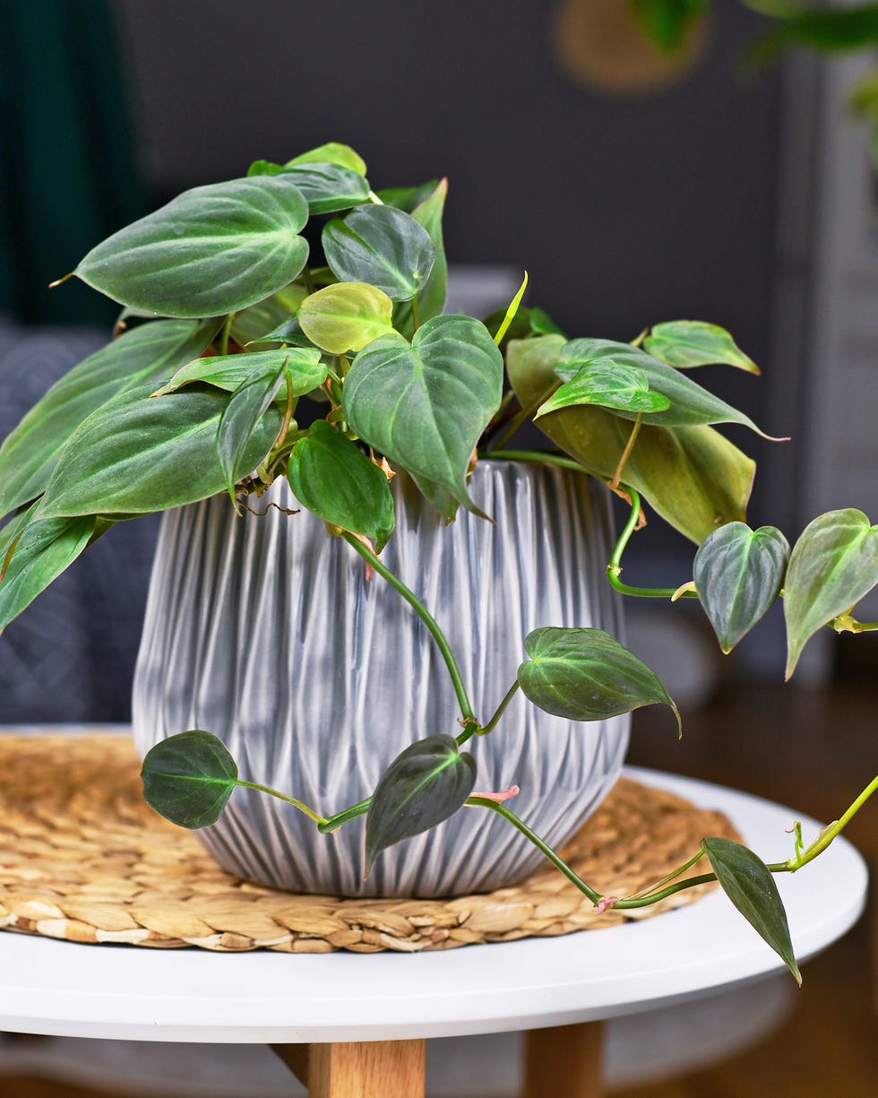 best vining plants micans philodendron tropical 'philodendron hederaceum micans' houseplant in gray flower pot on table