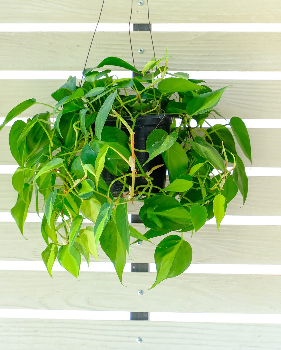 best vining plants philodendron brasil philodendron brasil hang on the wall