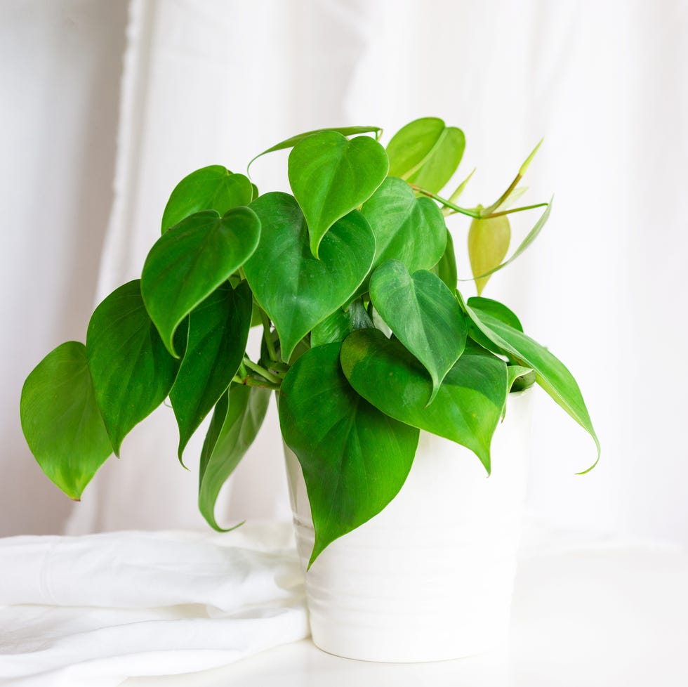 best vining plants heartleaf philodendron