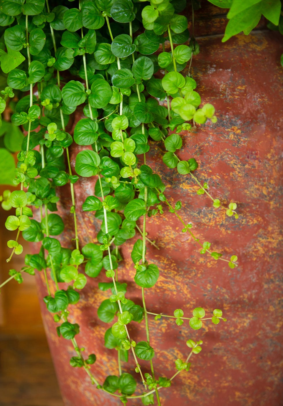 best vining plants creeping jenny