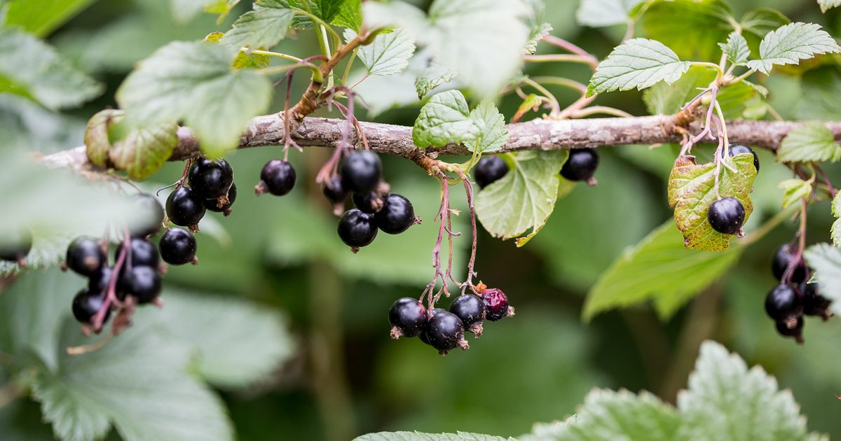 Suggestions on  Develop Blackcurrants | BBC Gardeners World Journal