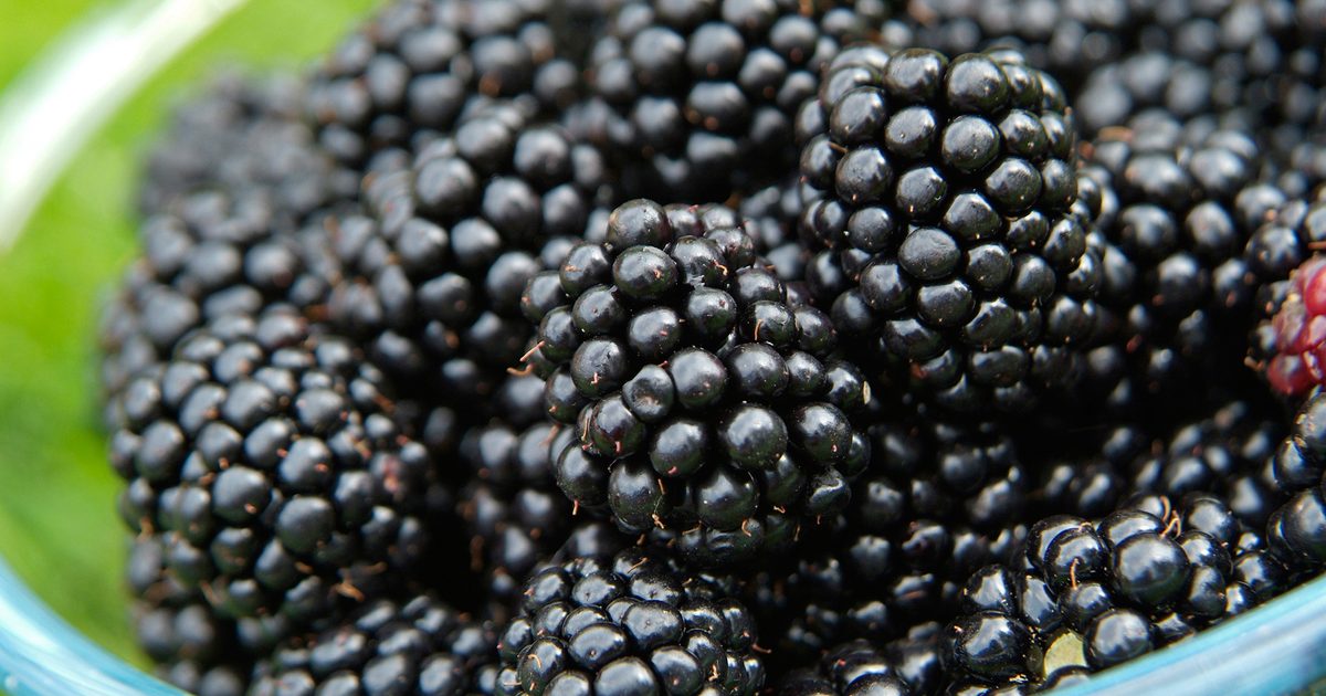 How To Develop Blackberries (in photos) – gardenersworld.com