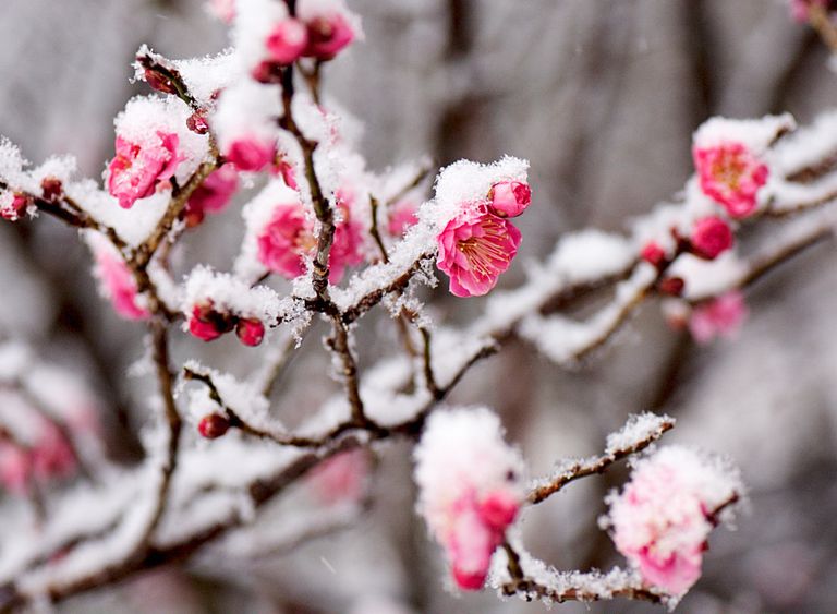 The Prime Winter Flowers to Ship This Yr