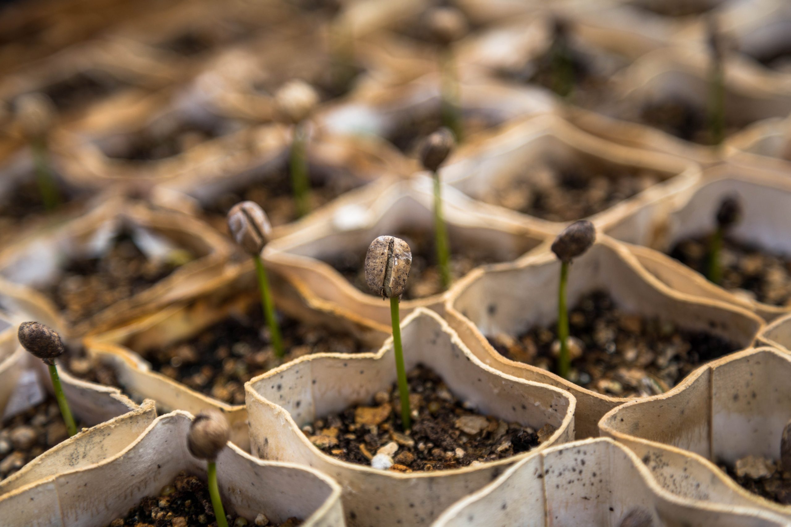 The best option to Wake Your Yard from Its Extended Winter Nap