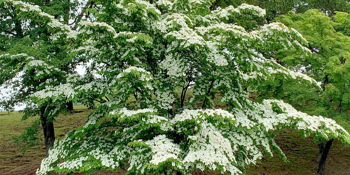 11 Types of Dogwood Bushes and Shrubs