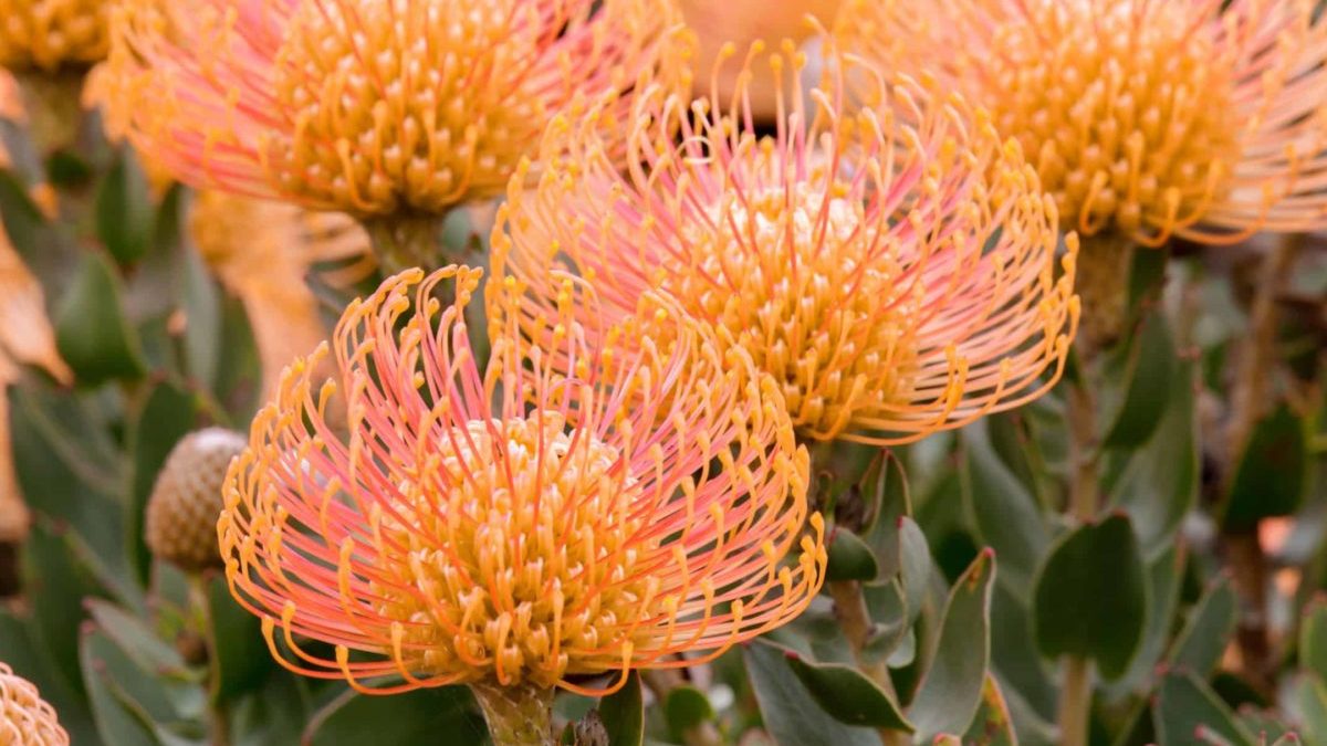 Uncover The Distinctive Magnificence Of The Protea