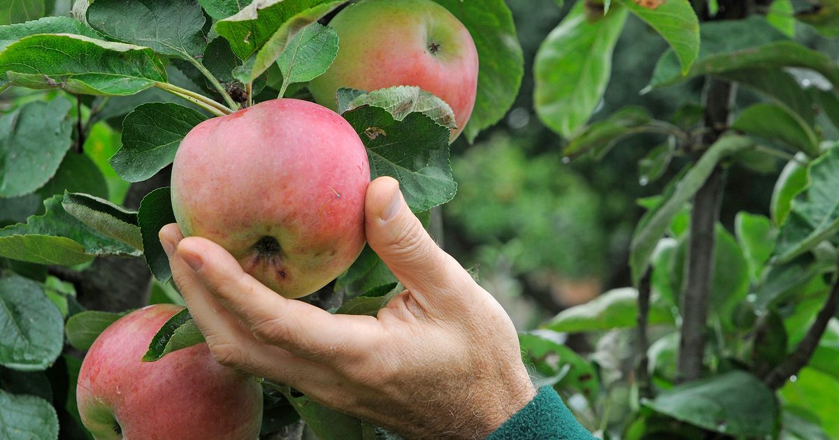 Eight factors it is advisable to seek out out about rising apples