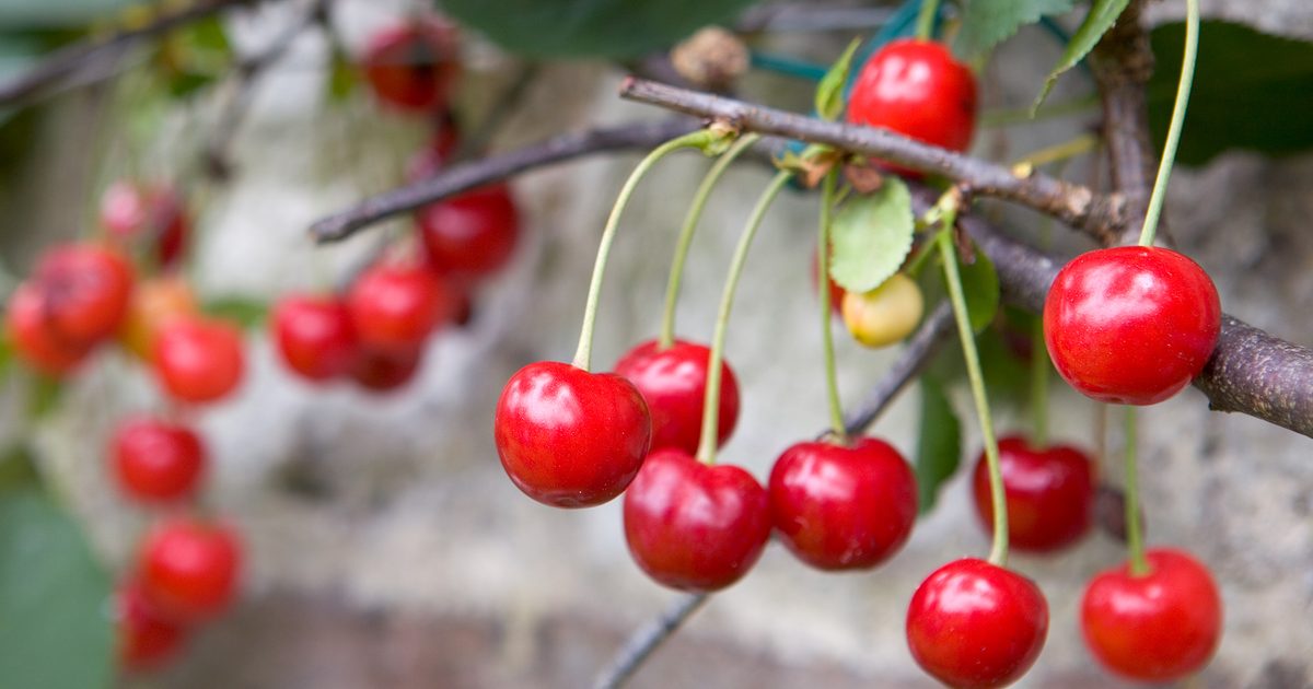 The simplest technique to Develop Cherries | BBC Gardeners World Journal