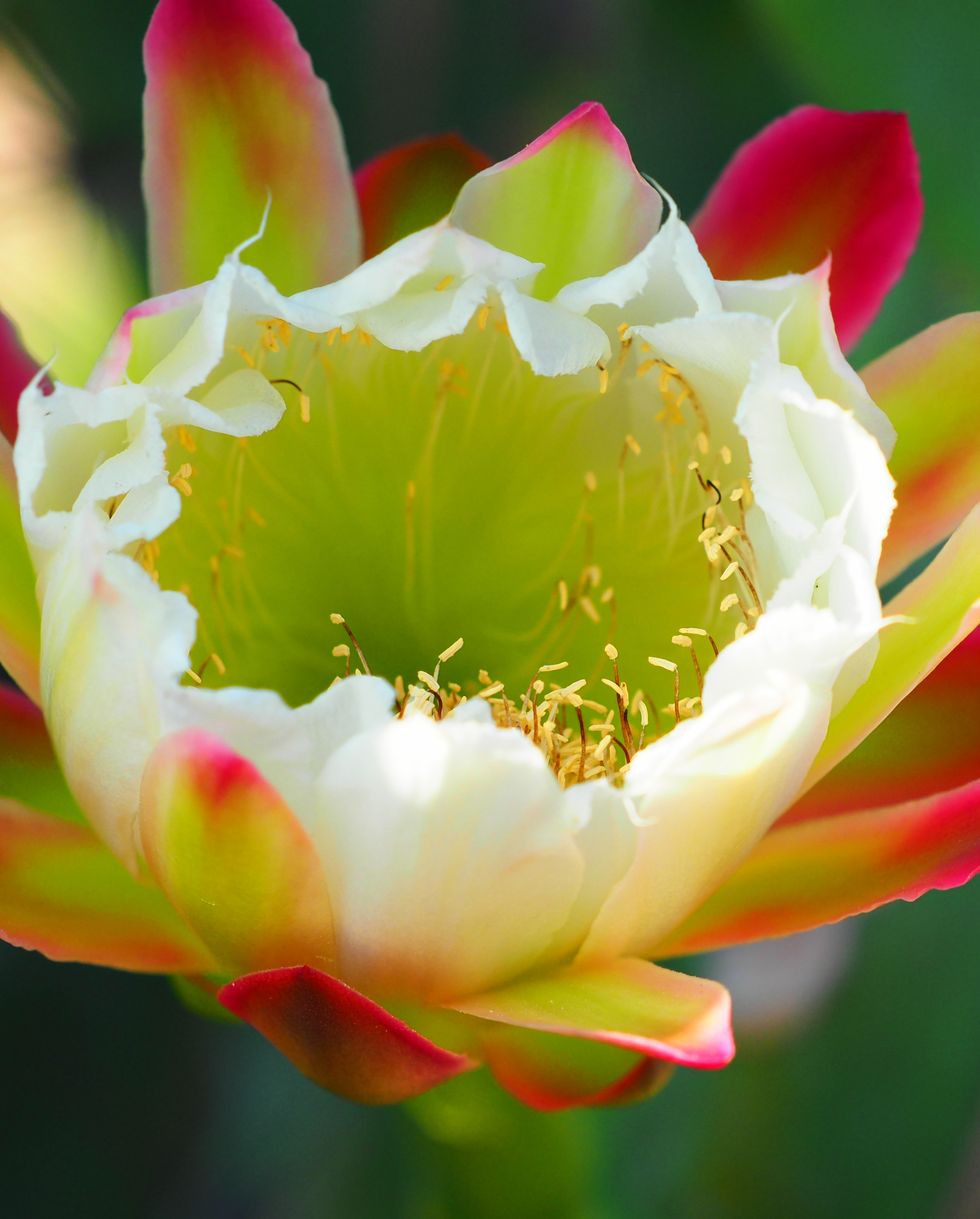 the apple cereus bloom